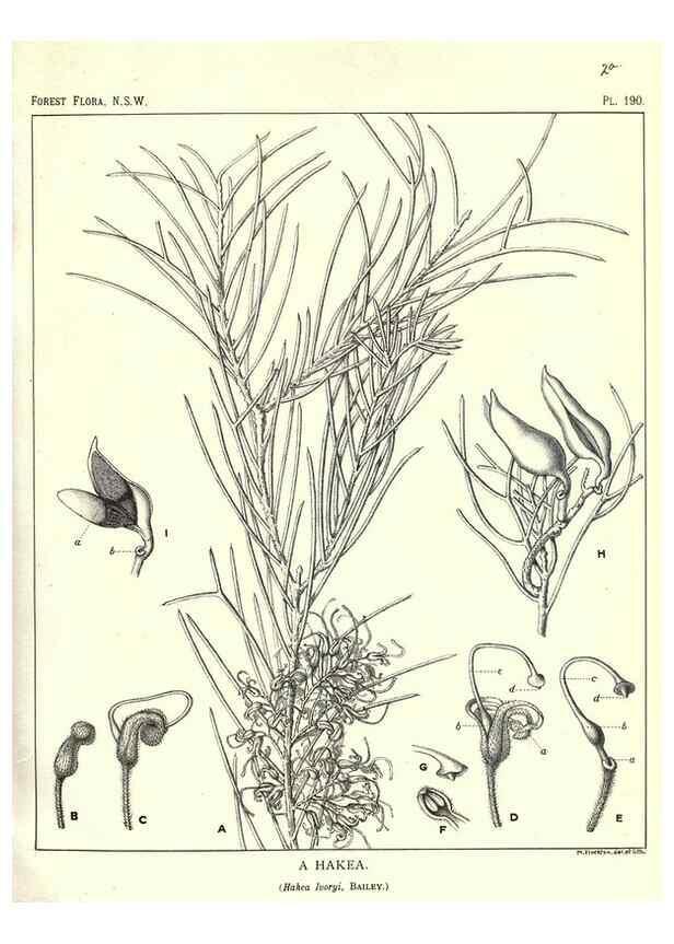 Reproducción/Reproduction 33055176228: The forest flora of New South Wales /. Sydney :W. A. Gullick,1902-1925.. 