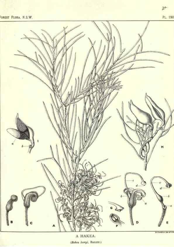 Reproducción/Reproduction 33055176228: The forest flora of New South Wales /. Sydney :W. A. Gullick,1902-1925.. 