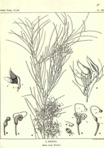 Reproducción/Reproduction 33055176228: The forest flora of New South Wales /. Sydney :W. A. Gullick,1902-1925.. 