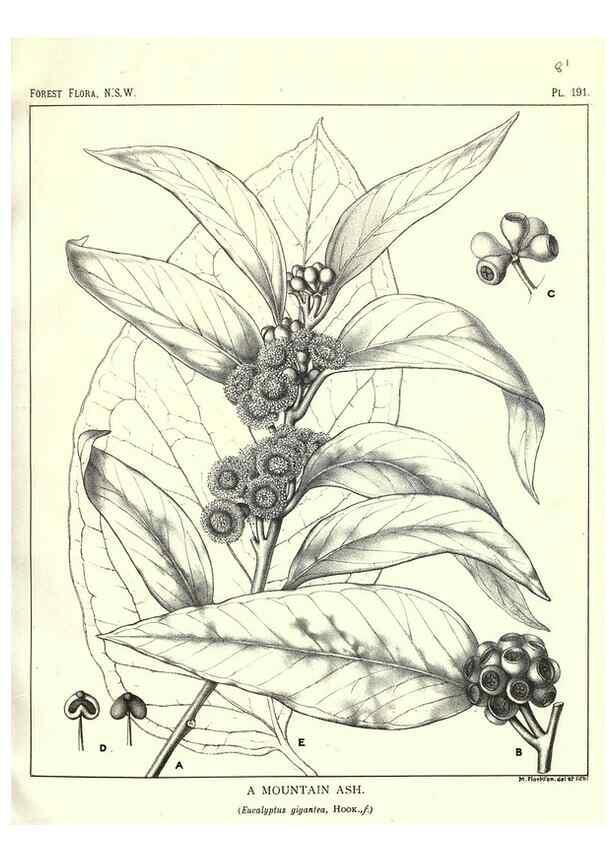 Reproducción/Reproduction 33055177218: The forest flora of New South Wales /. Sydney :W. A. Gullick,1902-1925.. 