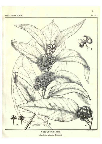 Reproducción/Reproduction 33055177218: The forest flora of New South Wales /. Sydney :W. A. Gullick,1902-1925.. 