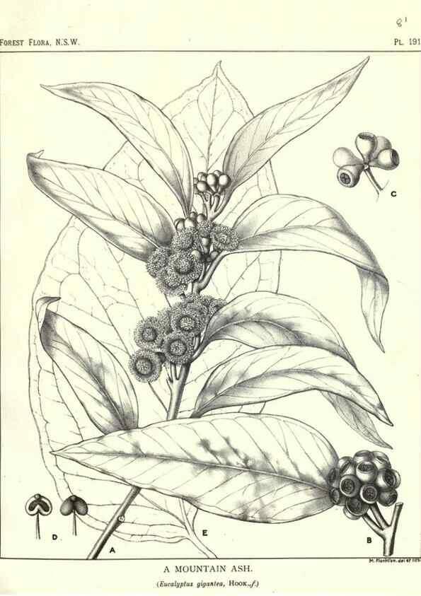 Reproducción/Reproduction 33055177218: The forest flora of New South Wales /. Sydney :W. A. Gullick,1902-1925.. 