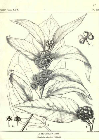 Reproducción/Reproduction 33055177218: The forest flora of New South Wales /. Sydney :W. A. Gullick,1902-1925.. 