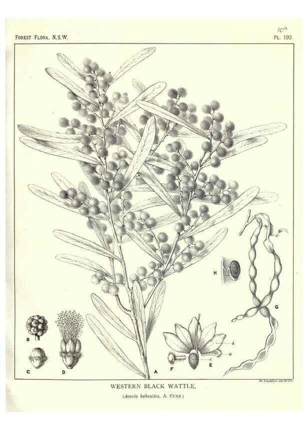 Reproducción/Reproduction 46878431492: The forest flora of New South Wales /. Sydney :W. A. Gullick,1902-1925.. 