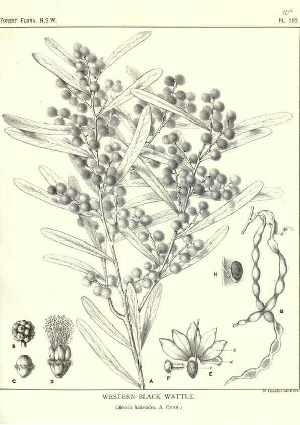 Reproducción/Reproduction 46878431492: The forest flora of New South Wales /. Sydney :W. A. Gullick,1902-1925.. 