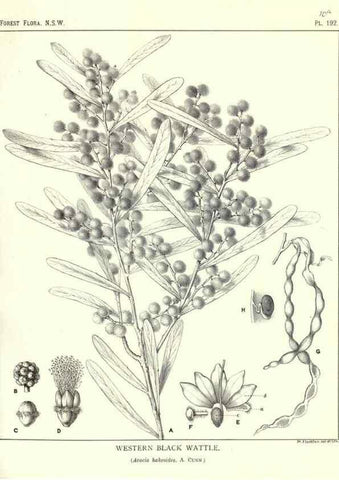 Reproducción/Reproduction 46878431492: The forest flora of New South Wales /. Sydney :W. A. Gullick,1902-1925.. 