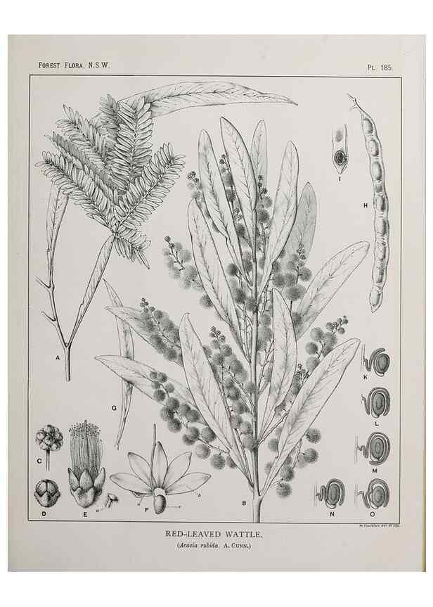 Reproducción/Reproduction 46205899954: The forest flora of New South Wales /. Sydney :W. A. Gullick,1902-1925.. 