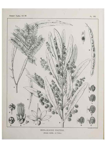 Reproducción/Reproduction 46205899954: The forest flora of New South Wales /. Sydney :W. A. Gullick,1902-1925.. 