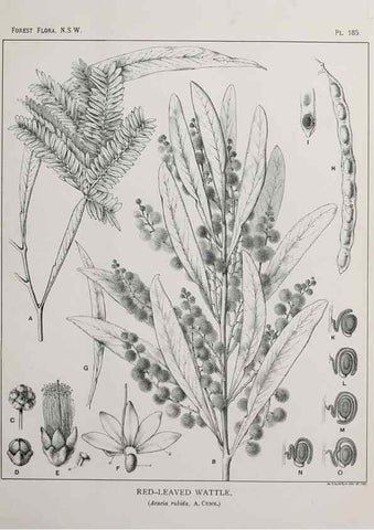 Reproducción/Reproduction 46205899954: The forest flora of New South Wales /. Sydney :W. A. Gullick,1902-1925.. 
