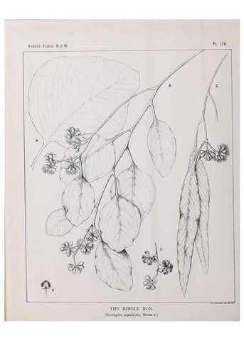 Reproducción/Reproduction 46878376562: The forest flora of New South Wales /. Sydney :W. A. Gullick,1902-1925.. 