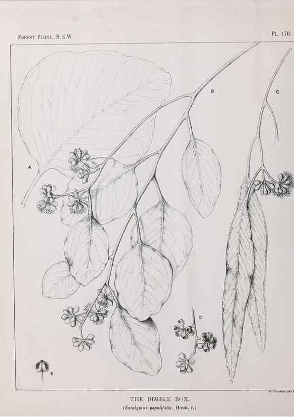 Reproducción/Reproduction 46878376562: The forest flora of New South Wales /. Sydney :W. A. Gullick,1902-1925.. 