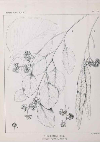 Reproducción/Reproduction 46878376562: The forest flora of New South Wales /. Sydney :W. A. Gullick,1902-1925.. 