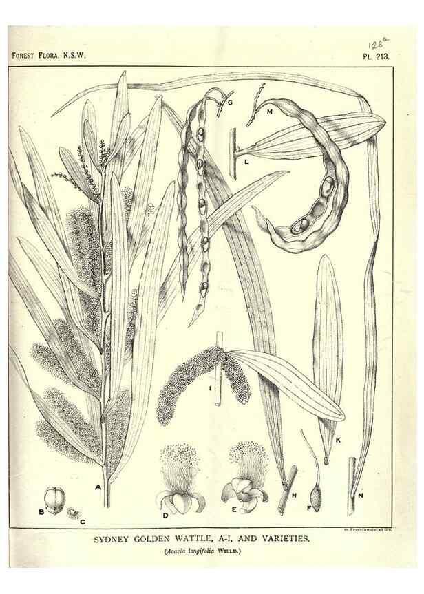 Reproducción/Reproduction 46205964014: The forest flora of New South Wales /. Sydney :W. A. Gullick,1902-1925.. 