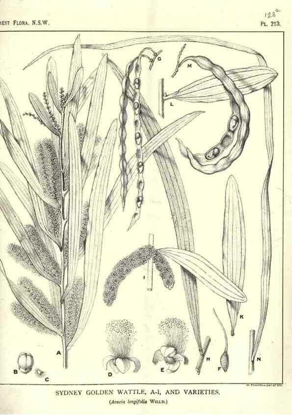 Reproducción/Reproduction 46205964014: The forest flora of New South Wales /. Sydney :W. A. Gullick,1902-1925.. 