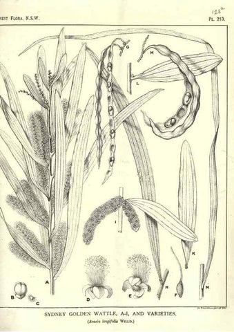 Reproducción/Reproduction 46205964014: The forest flora of New South Wales /. Sydney :W. A. Gullick,1902-1925.. 