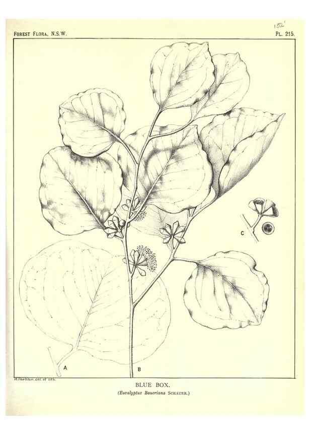 Reproducción/Reproduction 46878441292: The forest flora of New South Wales /. Sydney :W. A. Gullick,1902-1925.. 