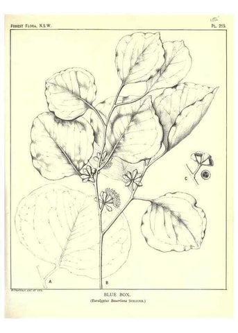 Reproducción/Reproduction 46878441292: The forest flora of New South Wales /. Sydney :W. A. Gullick,1902-1925.. 