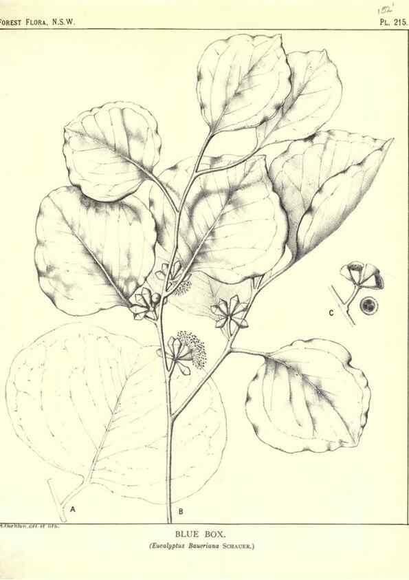 Reproducción/Reproduction 46878441292: The forest flora of New South Wales /. Sydney :W. A. Gullick,1902-1925.. 