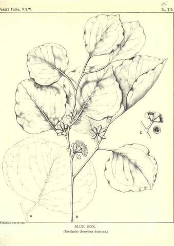 Reproducción/Reproduction 46878441292: The forest flora of New South Wales /. Sydney :W. A. Gullick,1902-1925.. 