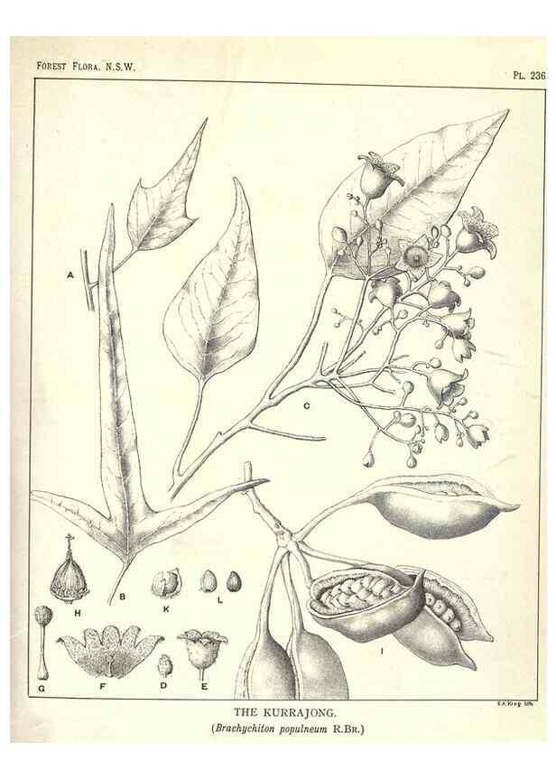 Reproducción/Reproduction 31989717487: The forest flora of New South Wales /. Sydney :W. A. Gullick,1902-1925.. 