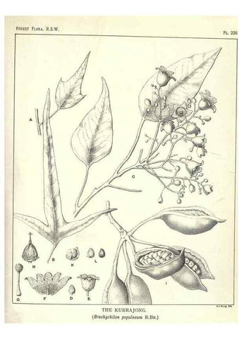 Reproducción/Reproduction 31989717487: The forest flora of New South Wales /. Sydney :W. A. Gullick,1902-1925.. 