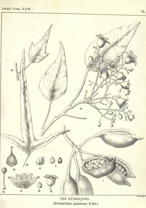 Reproducción/Reproduction 31989717487: The forest flora of New South Wales /. Sydney :W. A. Gullick,1902-1925.. 