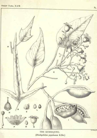 Reproducción/Reproduction 31989717487: The forest flora of New South Wales /. Sydney :W. A. Gullick,1902-1925.. 