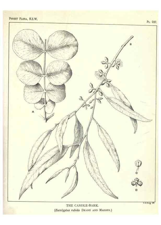 Reproducción/Reproduction 46930695541: The forest flora of New South Wales /. Sydney :W. A. Gullick,1902-1925.. 