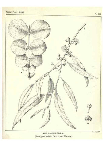 Reproducción/Reproduction 46930695541: The forest flora of New South Wales /. Sydney :W. A. Gullick,1902-1925.. 