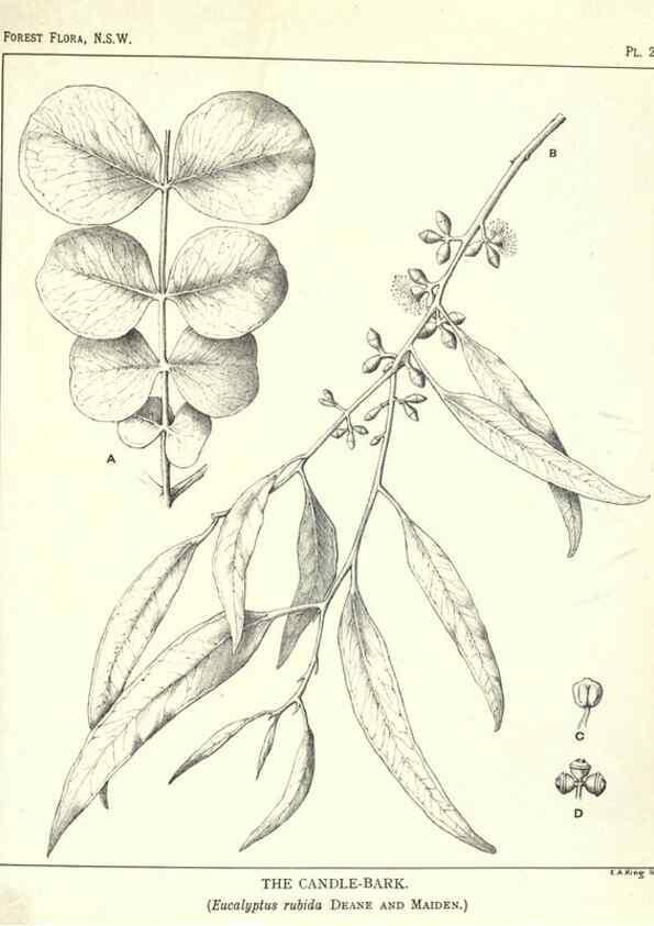 Reproducción/Reproduction 46930695541: The forest flora of New South Wales /. Sydney :W. A. Gullick,1902-1925.. 