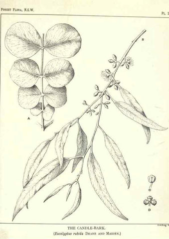 Reproducción/Reproduction 46930695541: The forest flora of New South Wales /. Sydney :W. A. Gullick,1902-1925.. 