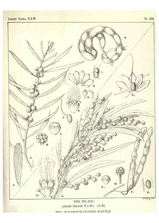 Reproducción/Reproduction 39966218983: The forest flora of New South Wales /. Sydney :W. A. Gullick,1902-1925.. 