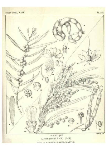 Reproducción/Reproduction 39966218983: The forest flora of New South Wales /. Sydney :W. A. Gullick,1902-1925.. 