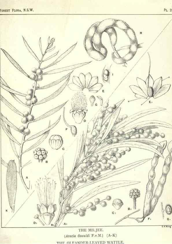 Reproducción/Reproduction 39966218983: The forest flora of New South Wales /. Sydney :W. A. Gullick,1902-1925.. 