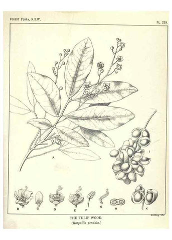 Reproducción/Reproduction 46878500782: The forest flora of New South Wales /. Sydney :W. A. Gullick,1902-1925.. 