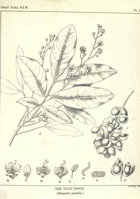 Reproducción/Reproduction 46878500782: The forest flora of New South Wales /. Sydney :W. A. Gullick,1902-1925.. 