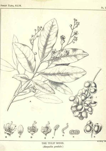 Reproducción/Reproduction 46878500782: The forest flora of New South Wales /. Sydney :W. A. Gullick,1902-1925.. 