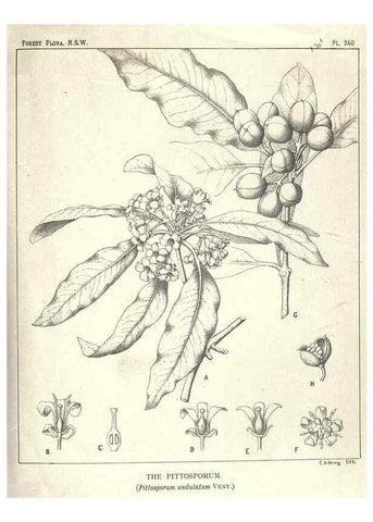 Reproducción/Reproduction 31989720657: The forest flora of New South Wales /. Sydney :W. A. Gullick,1902-1925.. 