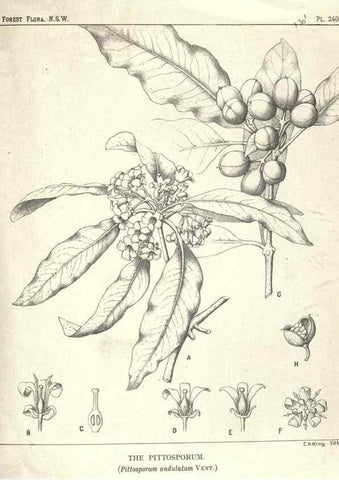 Reproducción/Reproduction 31989720657: The forest flora of New South Wales /. Sydney :W. A. Gullick,1902-1925.. 