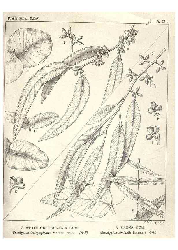 Reproducción/Reproduction 39966221153: The forest flora of New South Wales /. Sydney :W. A. Gullick,1902-1925.. 
