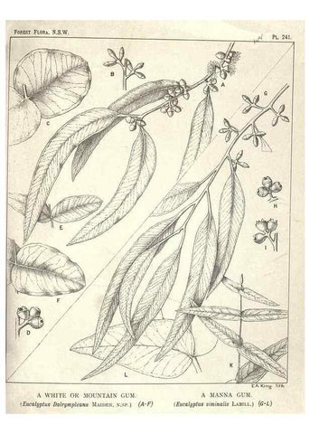 Reproducción/Reproduction 39966221153: The forest flora of New South Wales /. Sydney :W. A. Gullick,1902-1925.. 
