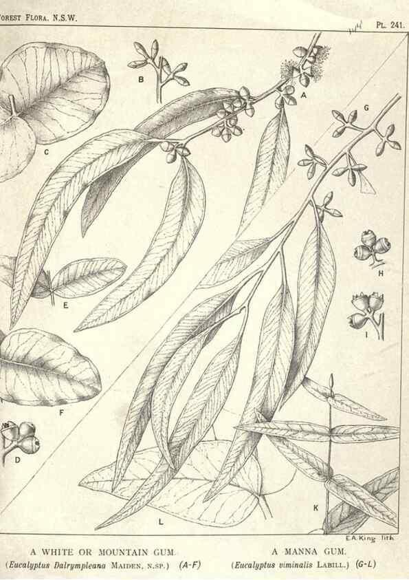 Reproducción/Reproduction 39966221153: The forest flora of New South Wales /. Sydney :W. A. Gullick,1902-1925.. 