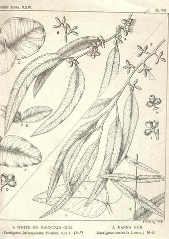 Reproducción/Reproduction 39966221153: The forest flora of New South Wales /. Sydney :W. A. Gullick,1902-1925.. 
