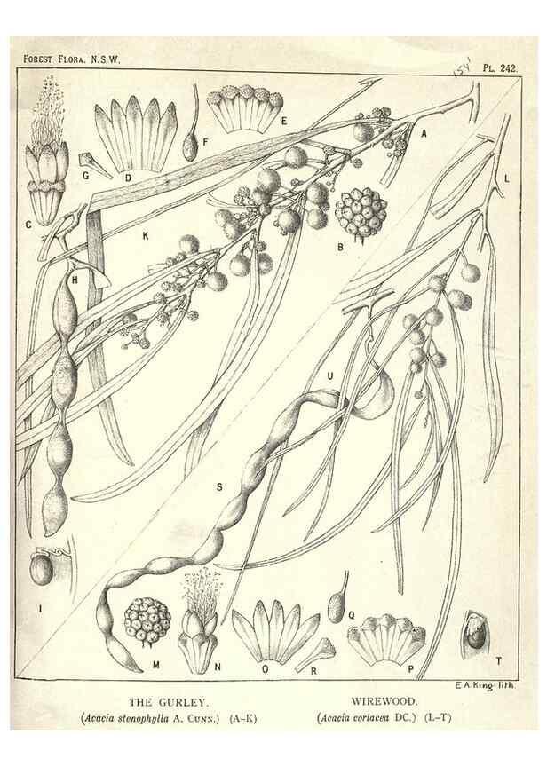 Reproducción/Reproduction 46930700531: The forest flora of New South Wales /. Sydney :W. A. Gullick,1902-1925.. 