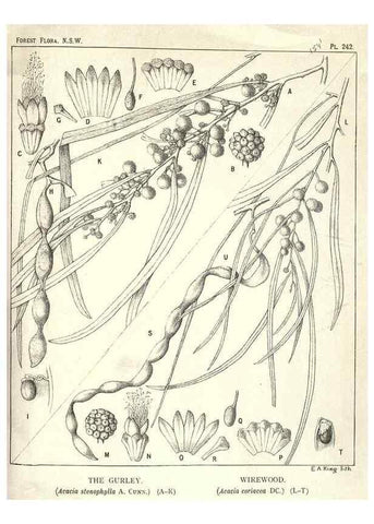 Reproducción/Reproduction 46930700531: The forest flora of New South Wales /. Sydney :W. A. Gullick,1902-1925.. 