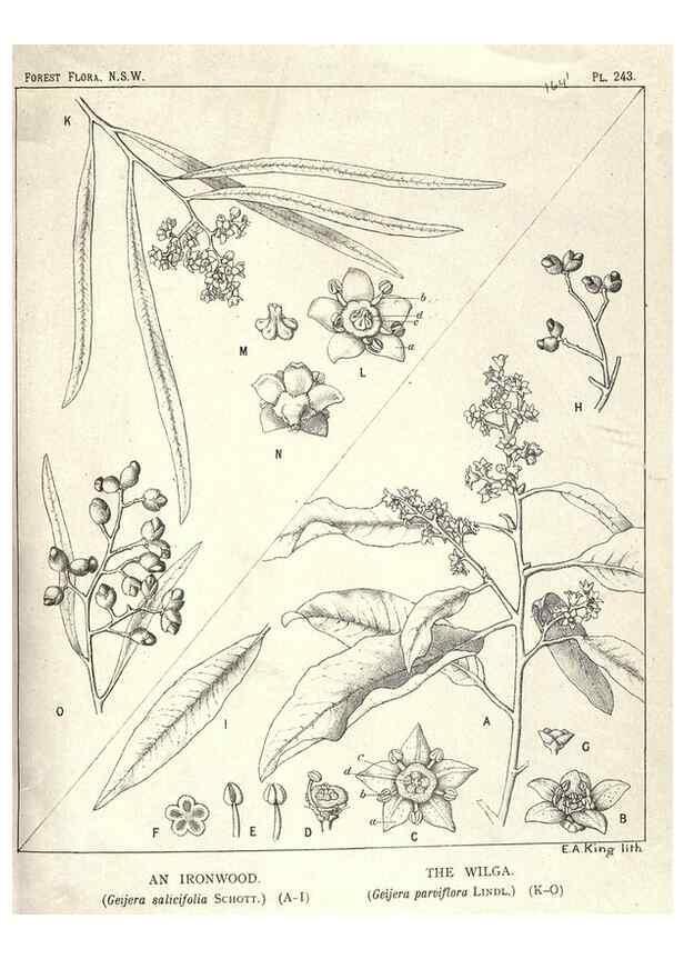 Reproducción/Reproduction 33055255798: The forest flora of New South Wales /. Sydney :W. A. Gullick,1902-1925.. 
