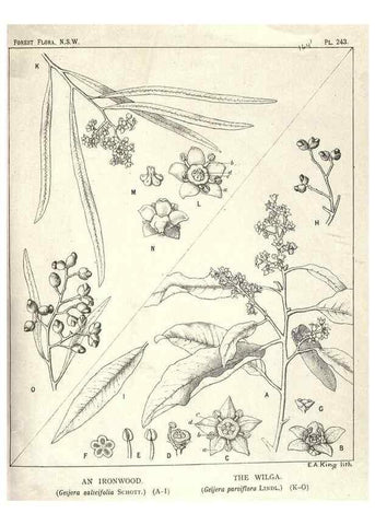 Reproducción/Reproduction 33055255798: The forest flora of New South Wales /. Sydney :W. A. Gullick,1902-1925.. 