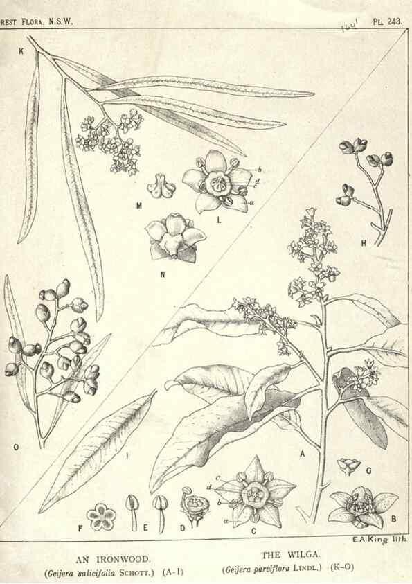 Reproducción/Reproduction 33055255798: The forest flora of New South Wales /. Sydney :W. A. Gullick,1902-1925.. 