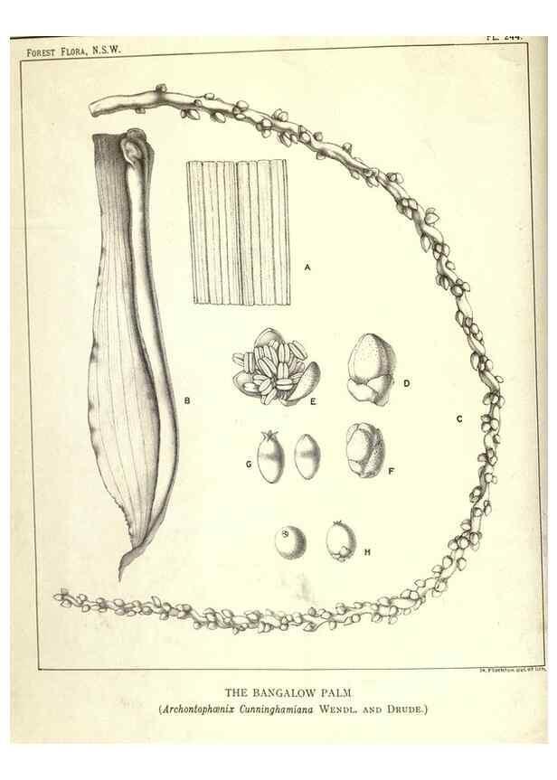 Reproducción/Reproduction 39966222933: The forest flora of New South Wales /. Sydney :W. A. Gullick,1902-1925.. 