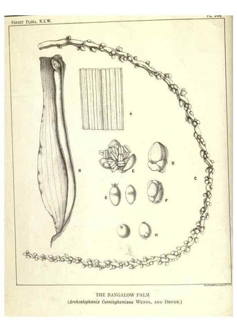 Reproducción/Reproduction 39966222933: The forest flora of New South Wales /. Sydney :W. A. Gullick,1902-1925.. 